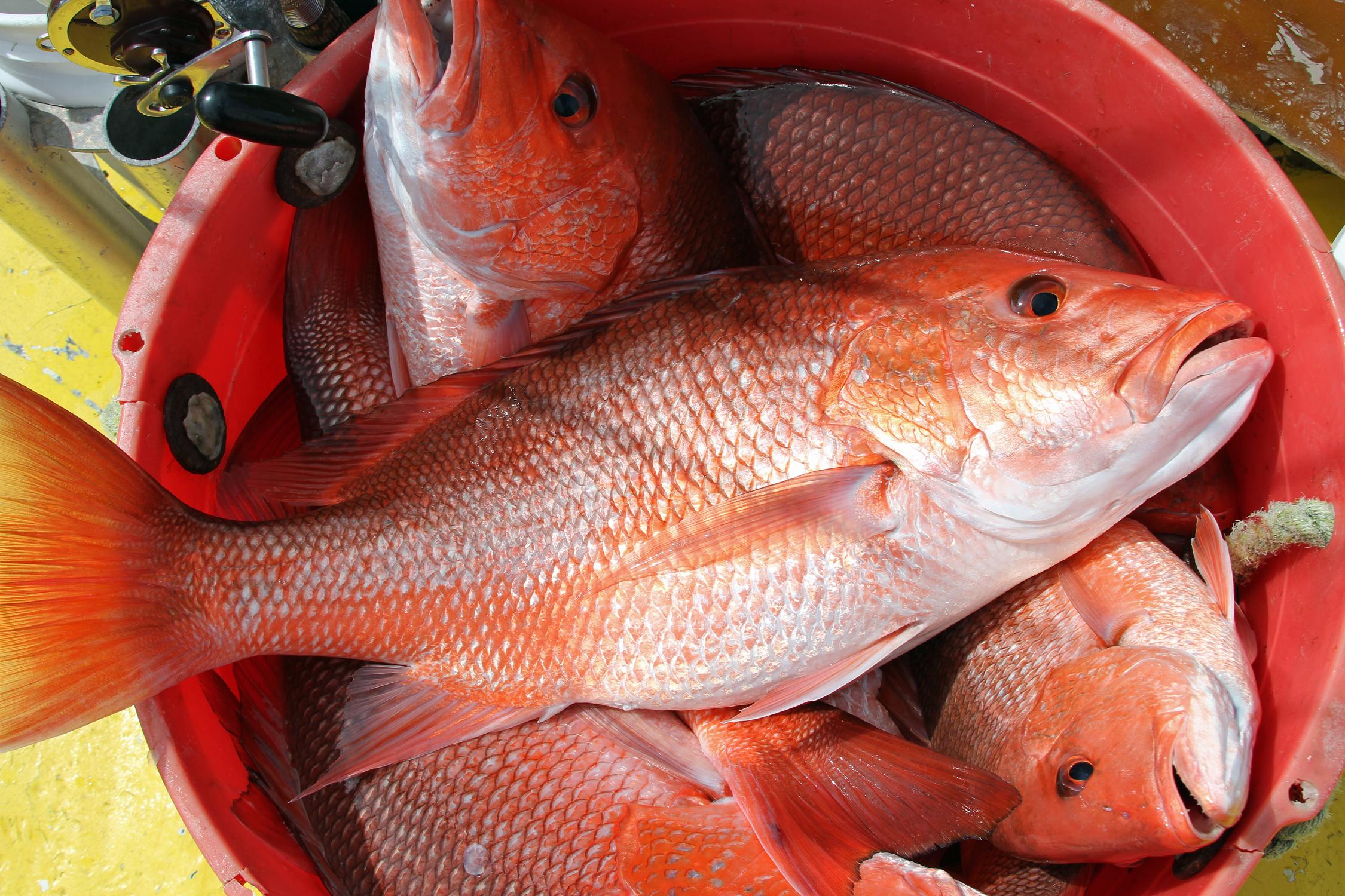 Alabama Adds ThreeDay Red Snapper Season for Private Anglers in